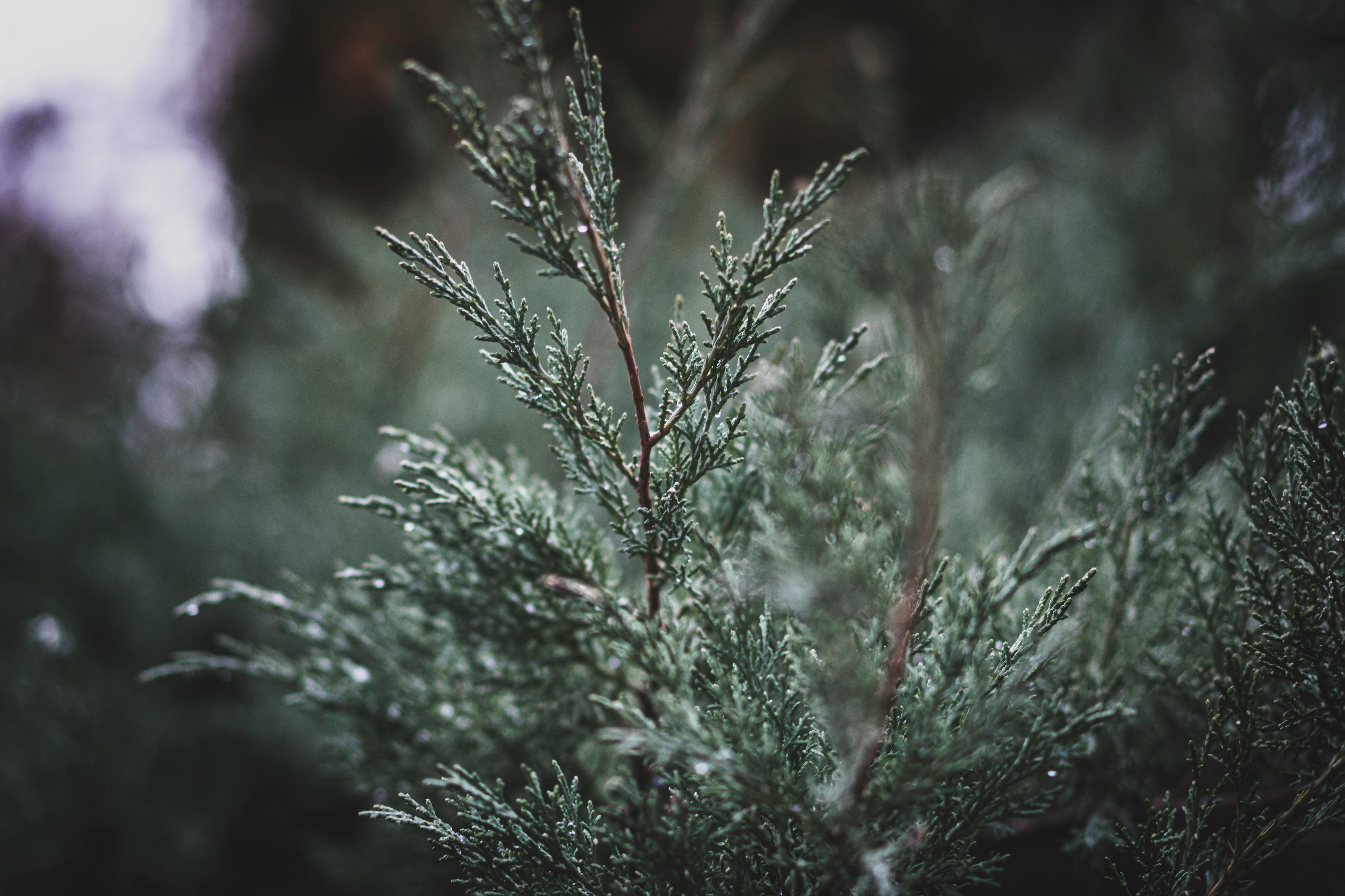 green plant in close up photography